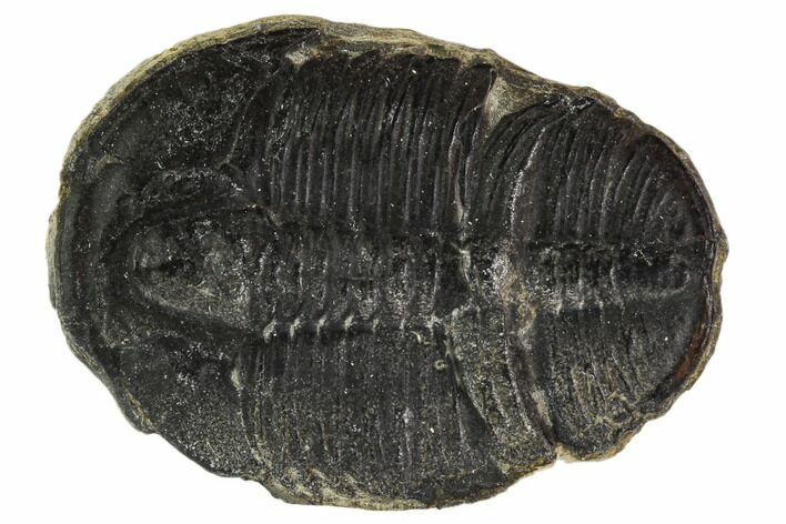 Elrathia Trilobite Fossil - Utah #108666